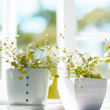 Plant Pots 110.jpg